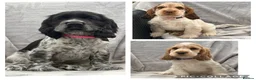 Cocker Spaniel dogs for sale: KC registered Show Type Cocker Spaniel DNA Tested - Advert 3
