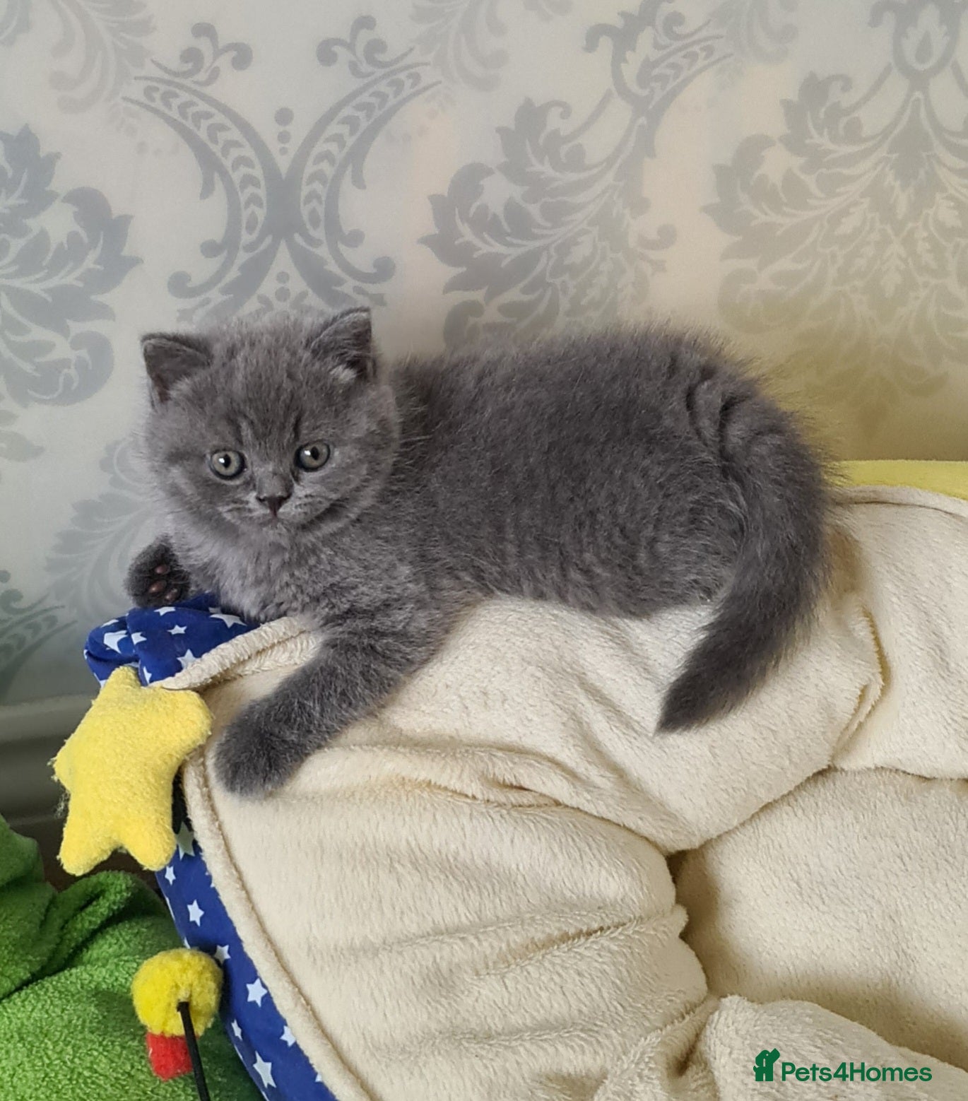 British Shorthair cats 💝GCCF REGISTERED British ShortHair Kittens  - Advert 1