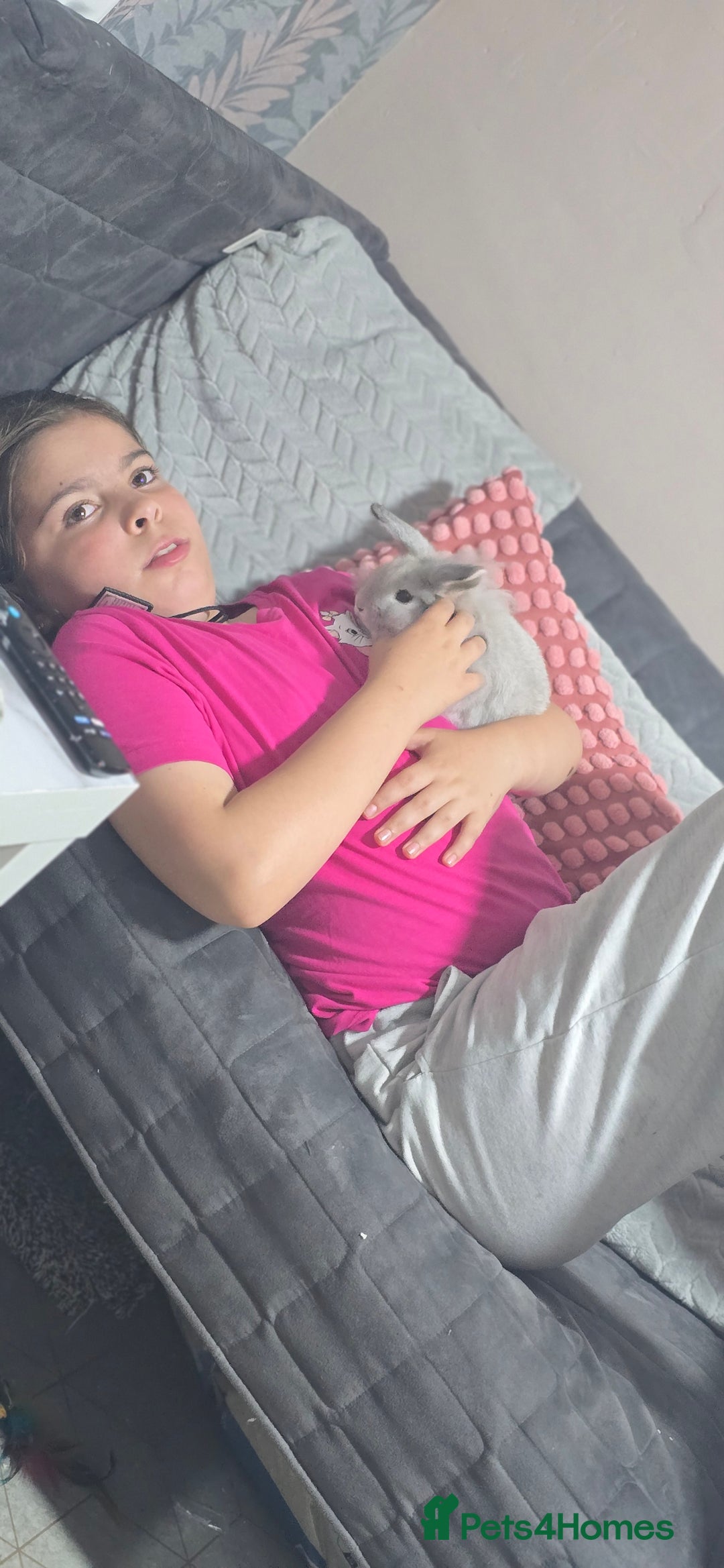 Dwarf Lop rabbits for sale: Little lady  - Image 2
