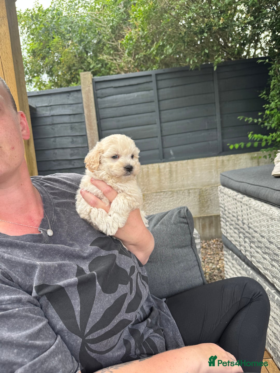 Maltipoo dogs for sale: Tiny Teddy bear maltipoo puppy - Image 16