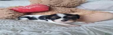 Cavalier King Charles Spaniel 1