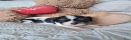 Cavalier King Charles Spaniel dogs for sale: KCRegistered Cavalier King Charles Spaniel Puppies - Advert 3