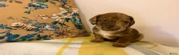 Mixed Breed dogs for sale: Doxie puppies  - Advert 35
