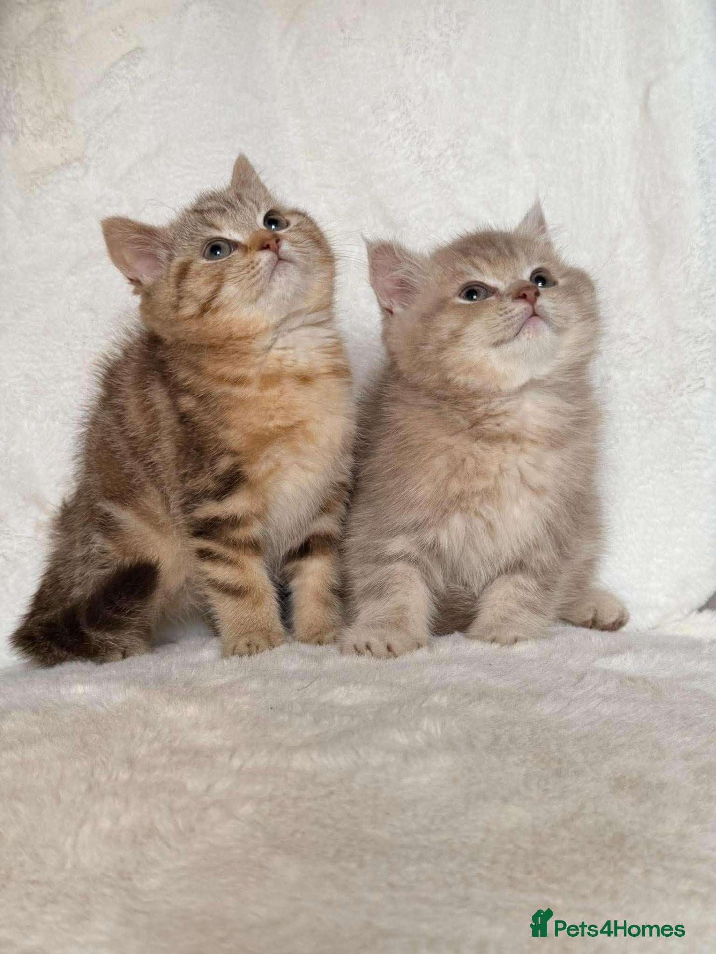 British Shorthair cats GCCF BSH kittens  - Advert 1