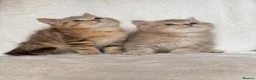 British Shorthair cats for sale: GCCF, BSH kittens from health tested parents  - Advert 1