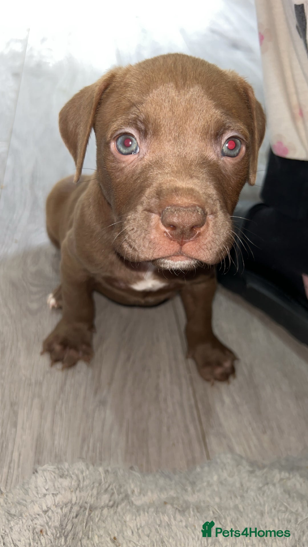 American Bully dogs for sale: Female American bully  - Image 1