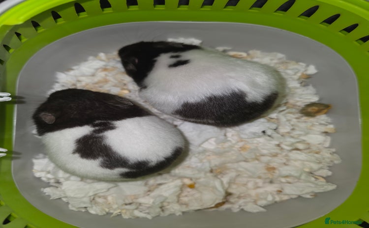 Hamster rodents in Thornton Heath - Advert 9