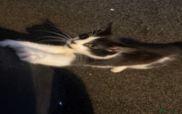 British Shorthair cats for sale: Mr oreo - Image 4