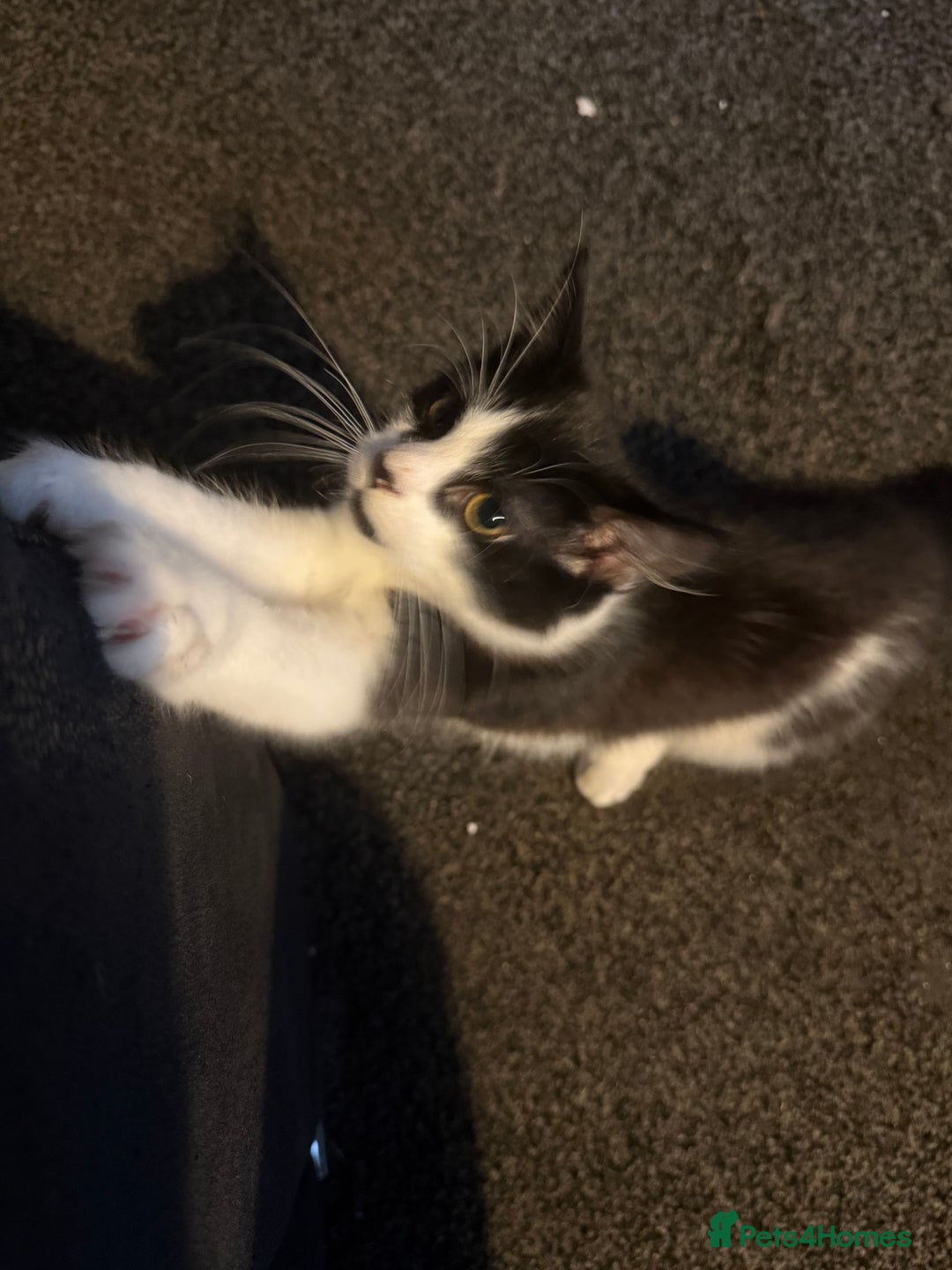 British Shorthair cats for sale: Mr oreo - Image 4