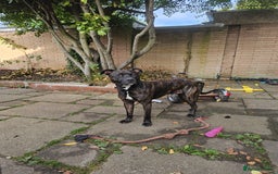 Mixed Breed dogs for sale: Staff cross needs new home  - Image 1