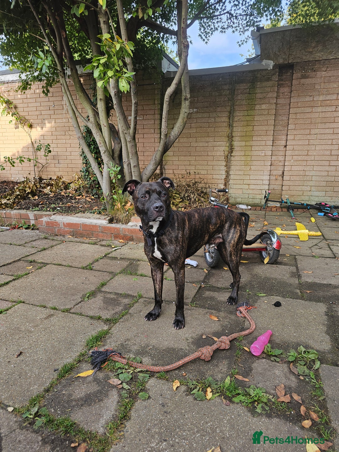 Mixed Breed dogs for sale: Staff cross needs new home  - Image 1