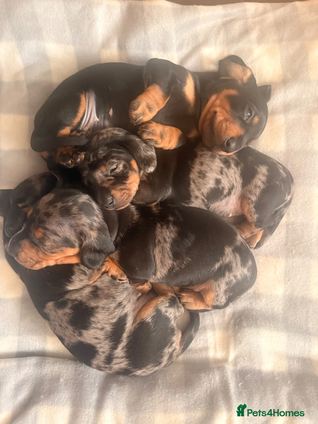 Miniature Dachshund dogs for sale: GORGEOUS PRA CLEAR MINIATURE DACHSHUND PUPPIES in Swansea - Advert 1