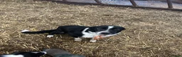 Border Collie dogs for sale: Collie pups wanting there forever home - Advert 2