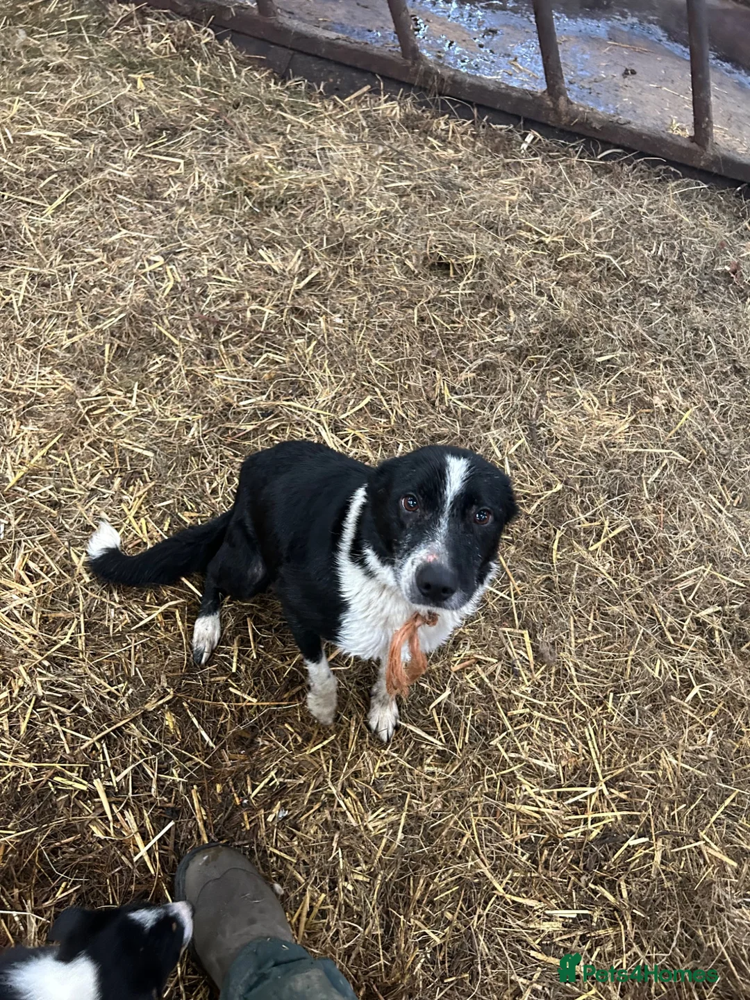 Border Collie dogs for sale: Collie pups wanting there forever home - Advert 2