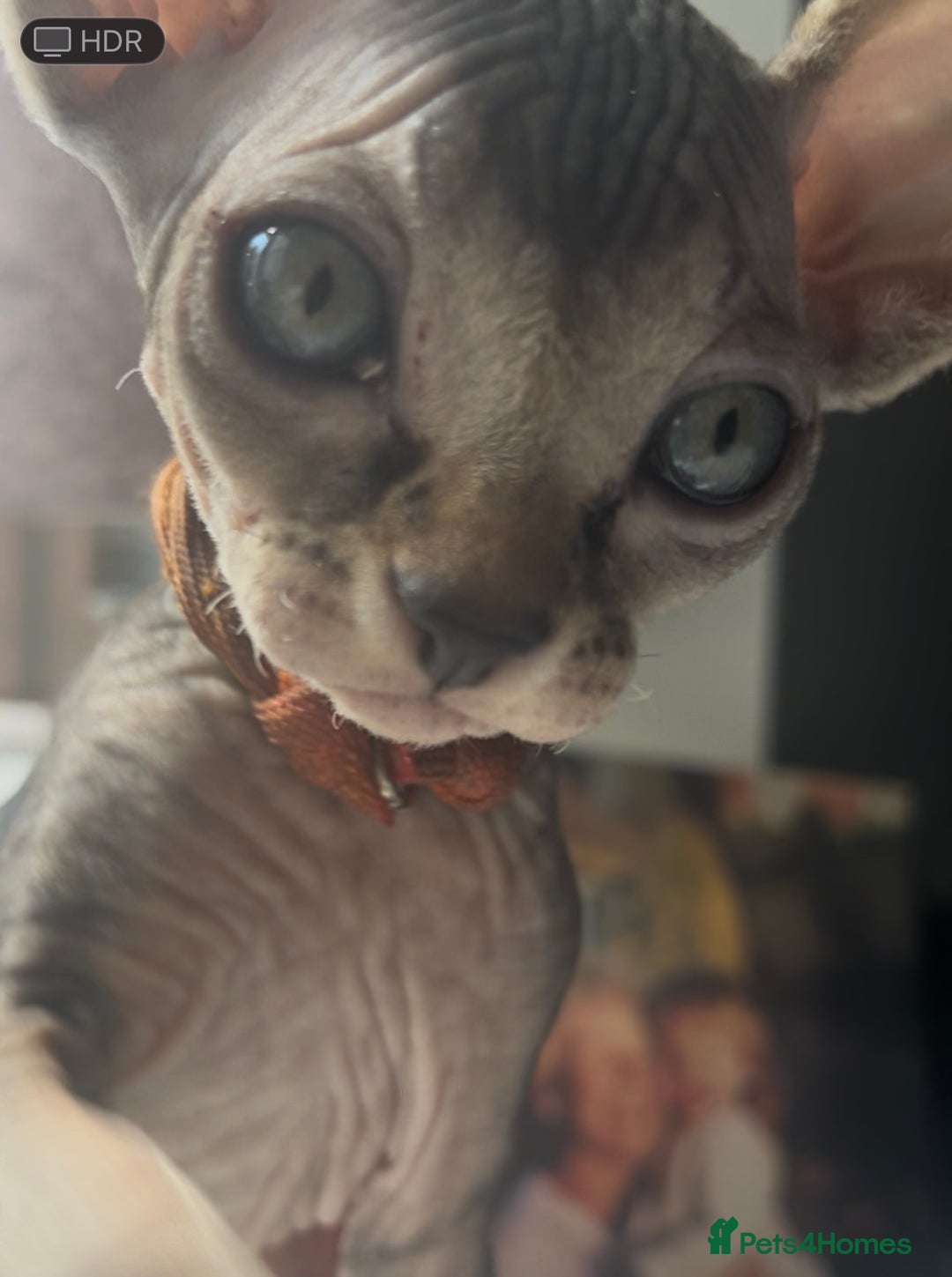 Sphynx cats for sale: August ready kitty’s in need of loving homes - Image 11