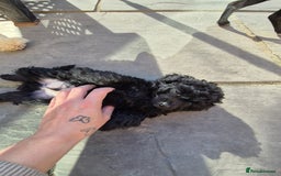 Maltipoo dogs for sale: Maltipoo puppies ready now  - Image 37