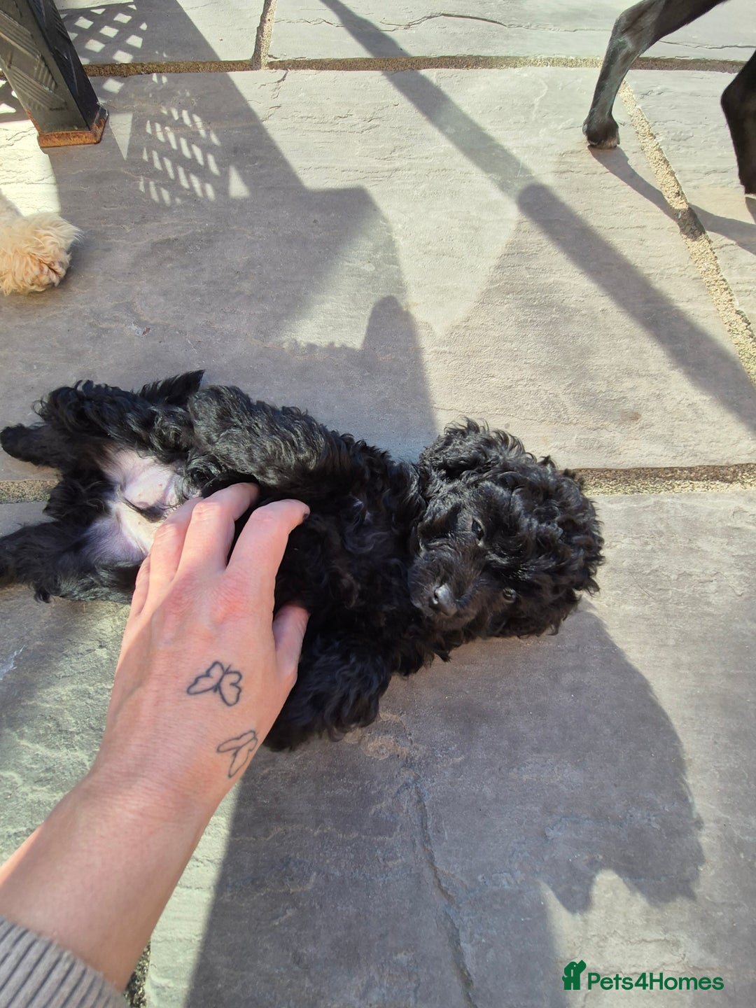 Maltipoo dogs for sale: Maltipoo puppies ready now  - Image 37