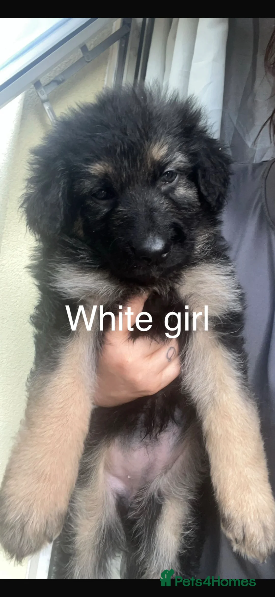 German Shepherd dogs for sale: Puppies german shepherd  - Advert 2