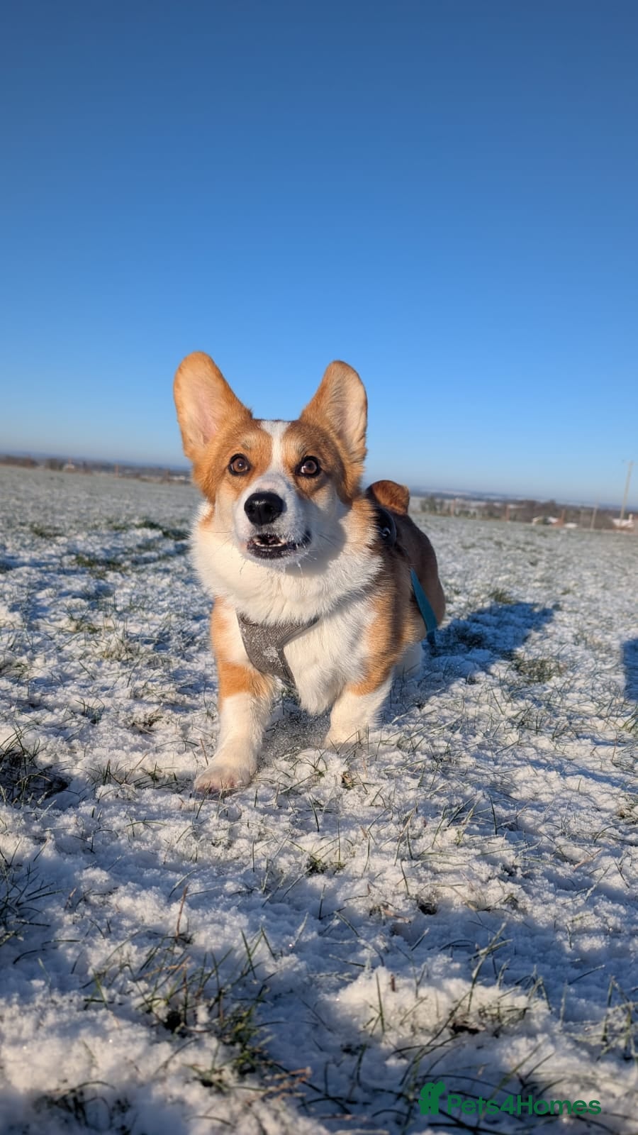 Welsh Corgi Pembroke dogs Dylan  - Advert 3