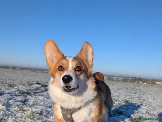 Welsh Corgi Pembroke dogs Dylan - Advert 3