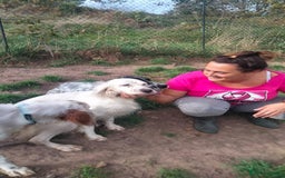 English Setter dogs for adoption: Dana  - Advert 10