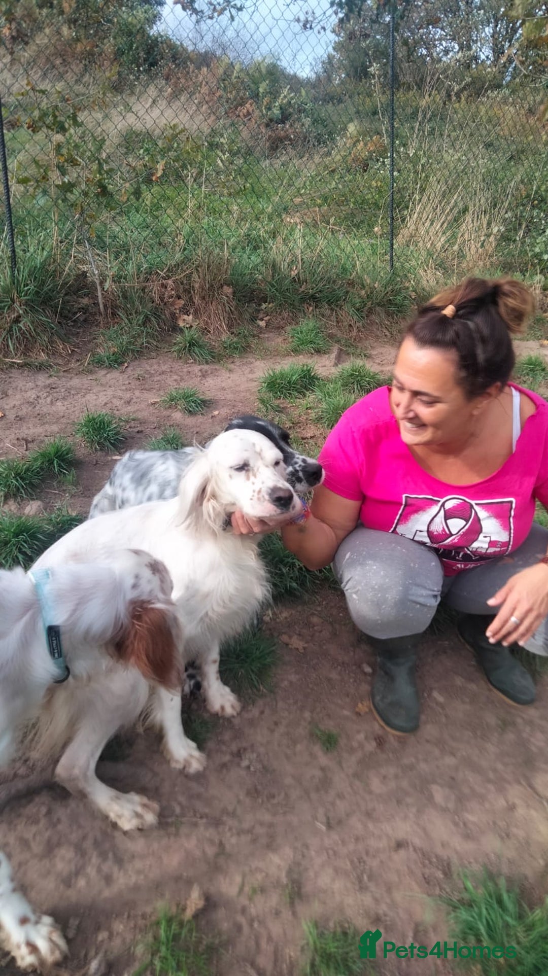 English Setter dogs for adoption: Dana  - Advert 10