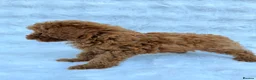 Toy Poodle dogs for sale: Red Toy Poodle MALES - Advert 15
