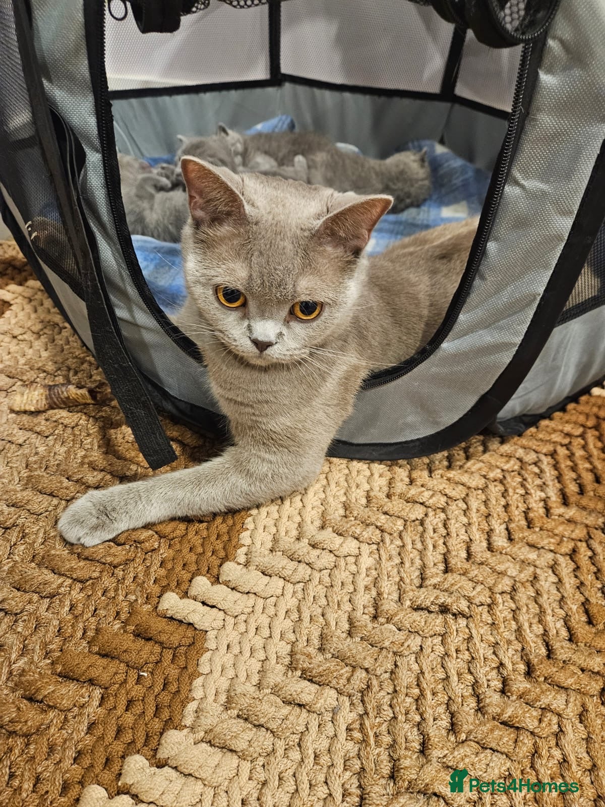 British Shorthair cats Stunning British blue shorthair kittens London  - Advert 2