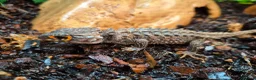 Leopard Gecko reptiles for sale: Various leopard geckos - Advert 7