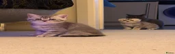 British Shorthair cats for sale: 🐾 Adorable British and Scottish fold for sales🐾 - Advert 2