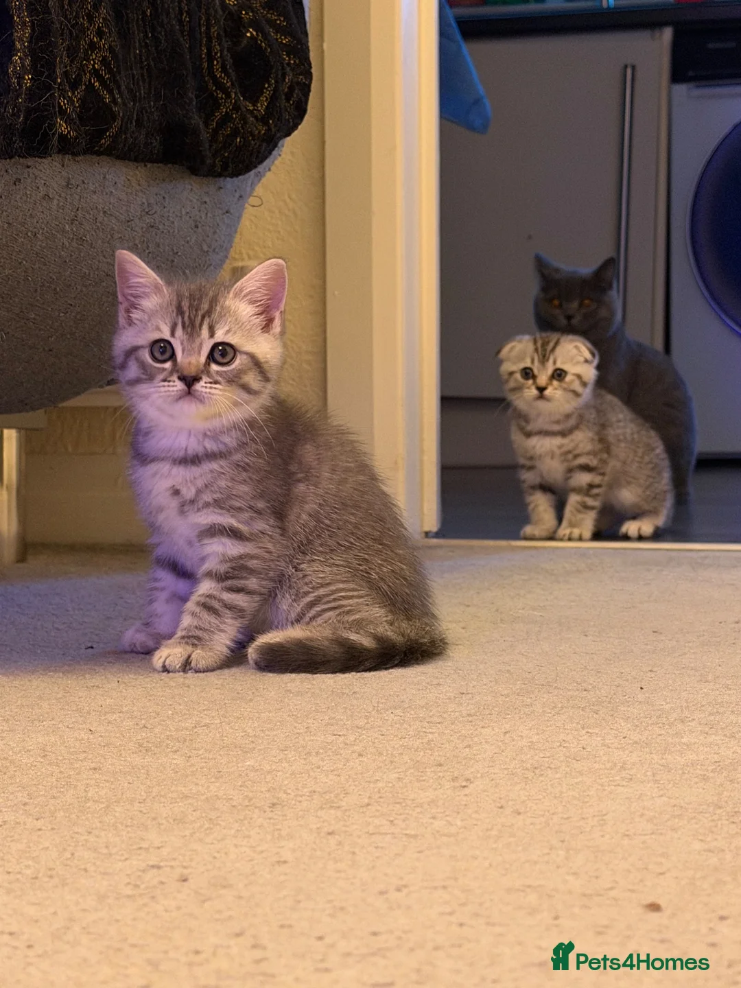 British Shorthair cats for sale: 🐾 Adorable British and Scottish fold for sales🐾 - Advert 2