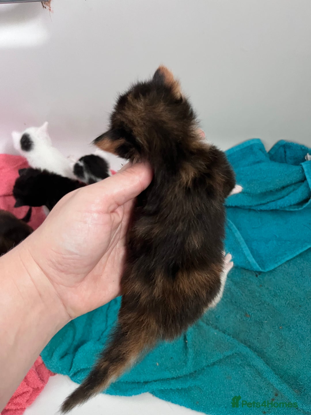 Mixed Breed cats for sale: Mixed breed stunning kittens - Image 4