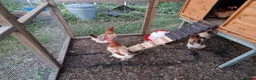 Chickens poultry for sale: Wheaton Maran hens for sale  - Advert 5