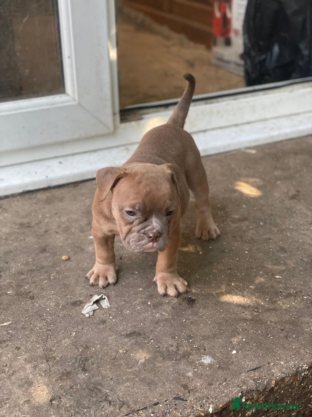 Dorset Olde Tyme Bulldogge dogs for sale: Pups for sale - Image 8