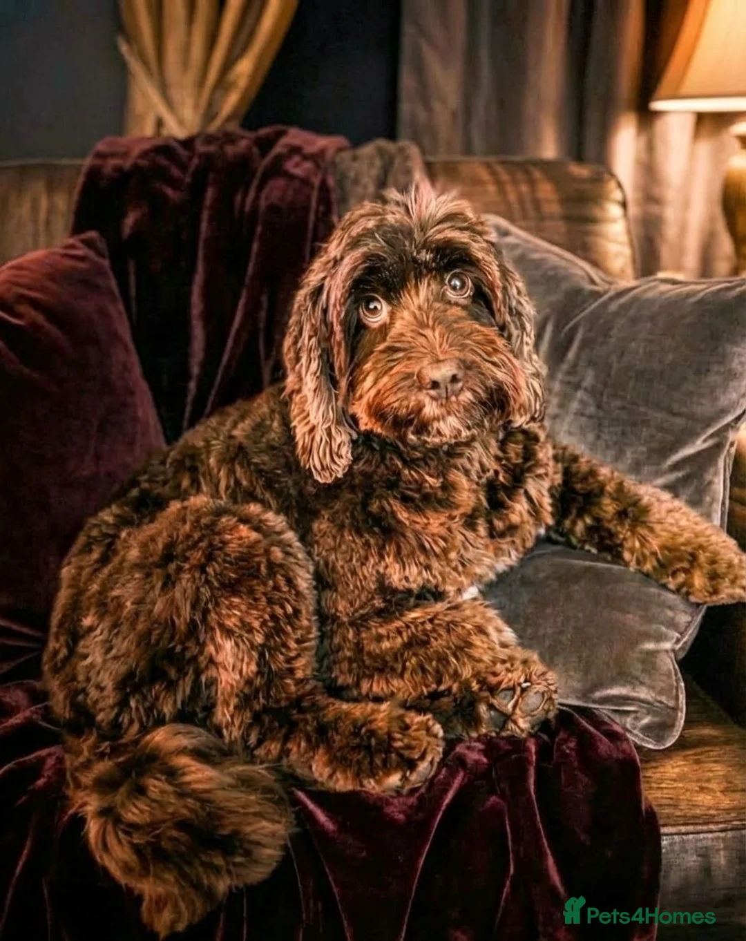 Cockapoo dogs for sale: Beautiful Chocolate and Beige Cockapoo Puppies - Advert 2