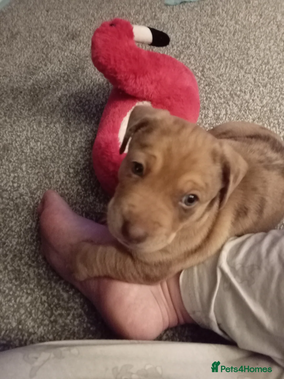 Mixed Breed dogs for sale: Dashound cross - Advert 5