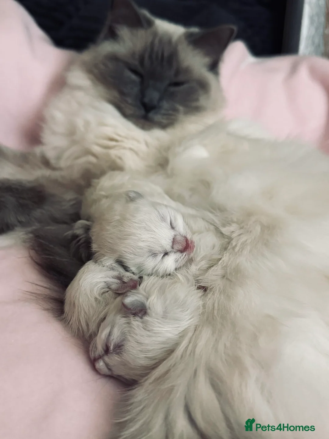 Ragdoll cats for stud: GCCF Proven Stud carrying chocolate in Glasgow - Advert 7