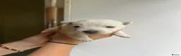 West Highland Terrier dogs for sale: West highland terrier puppies - Advert 17