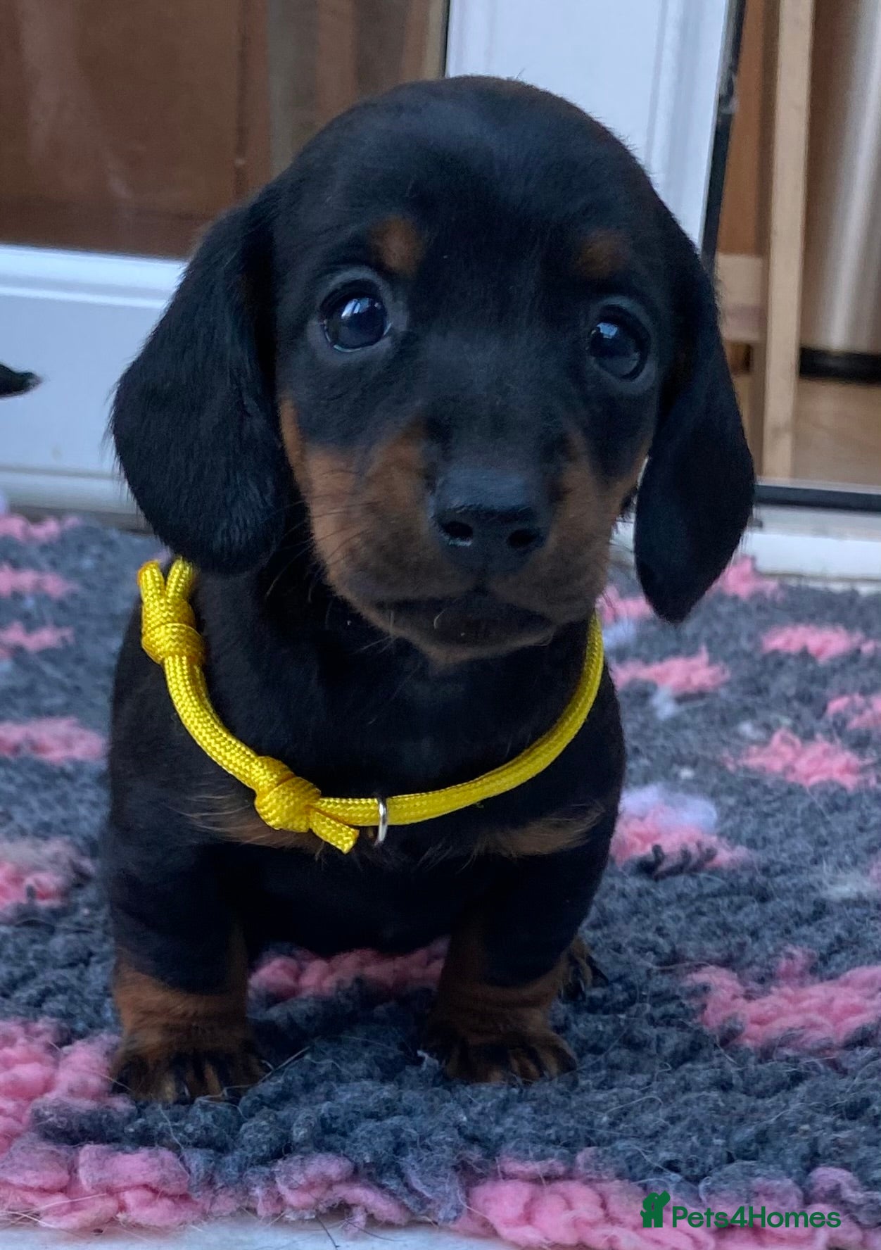 Dachshund dogs Mini Daschund puppies  - Advert 1