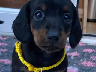 Dachshund dogs Mini Daschund puppies - Advert 7