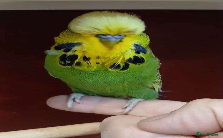 Budgerigars birds - Advert 16