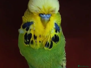 Budgerigars birds - Advert 1