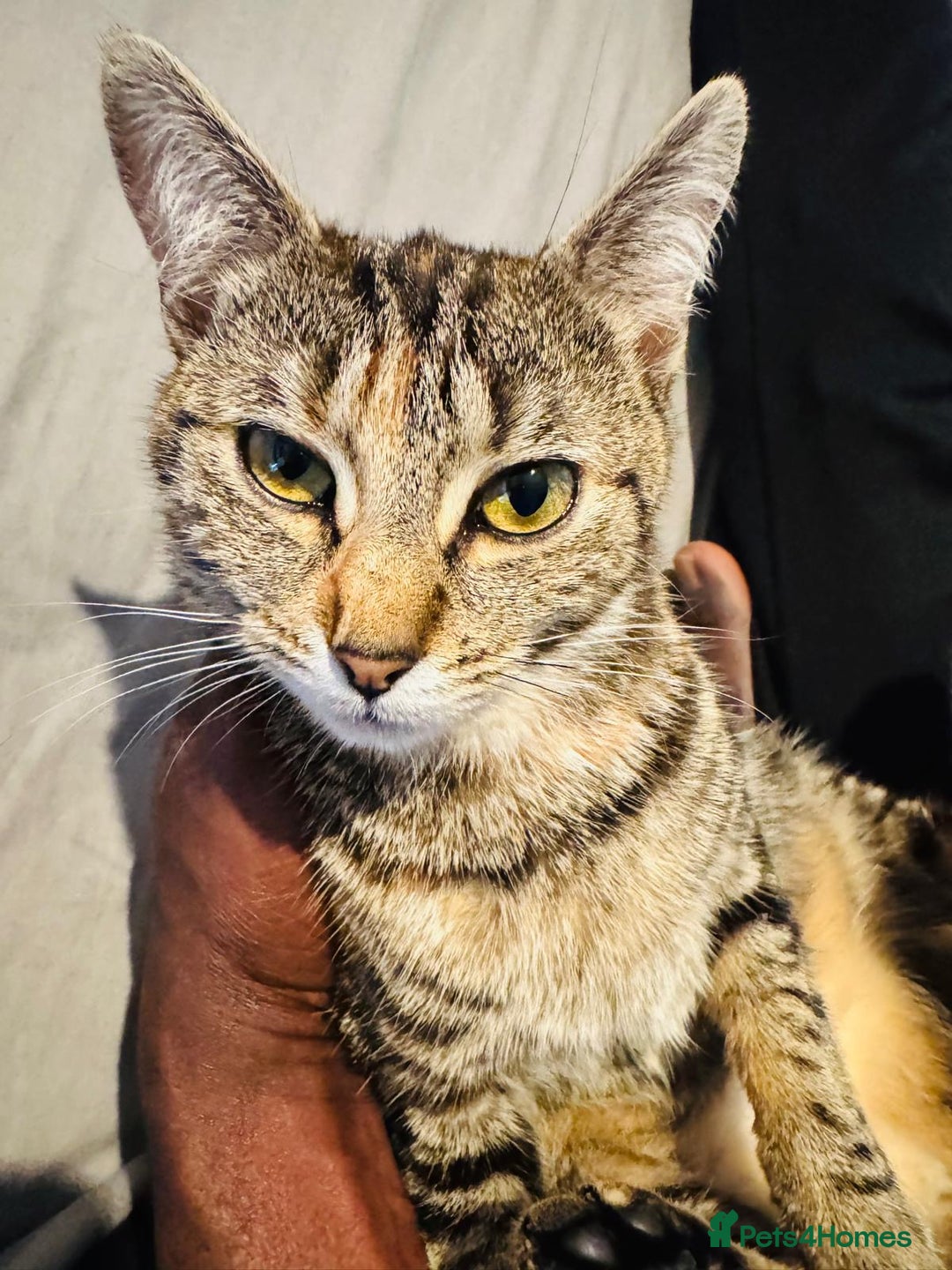 Mixed Breed cats for sale: Mixed bread - Image 2