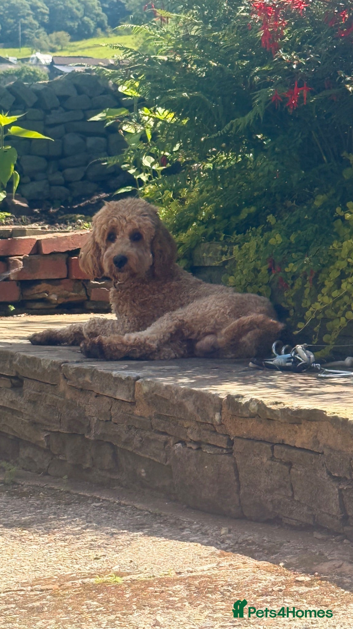 Cavapoo dogs Milo 1 years old. - Advert 1