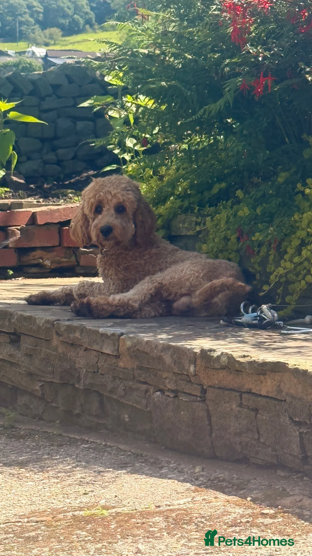 Cavapoo dogs for stud: Milo 1 years old. - Advert 1