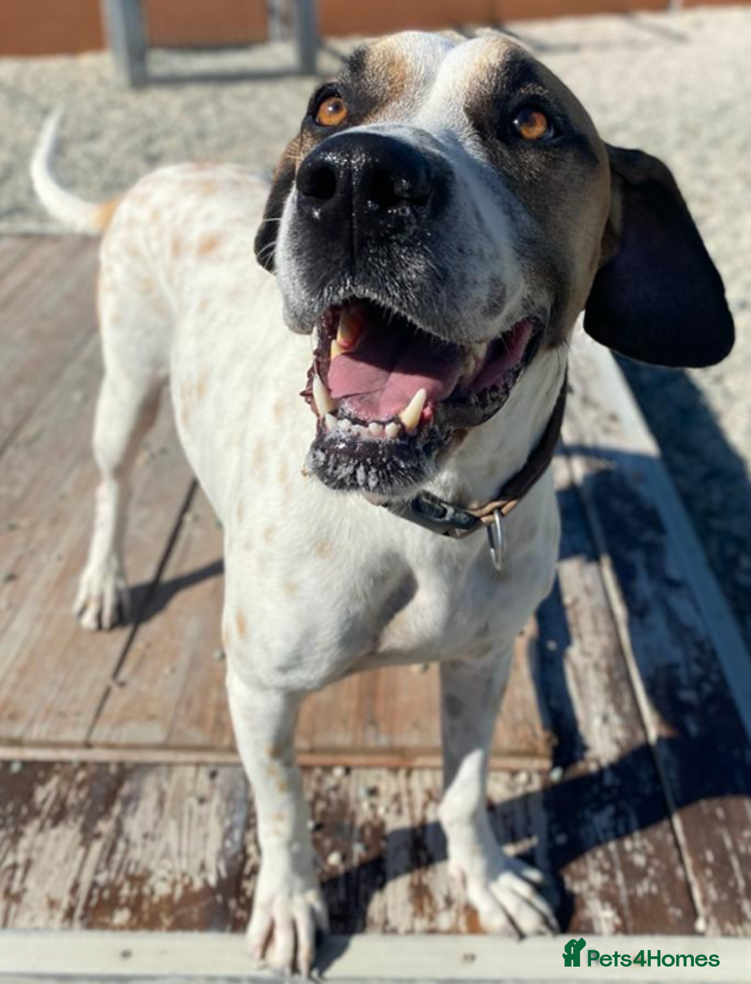 Pointer dogs for adoption: Jeffrey - gentle giant seeks forever cuddles! - Image 1