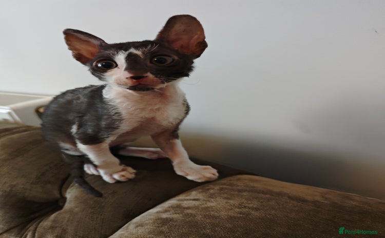 Cornish Rex cats - Advert 2