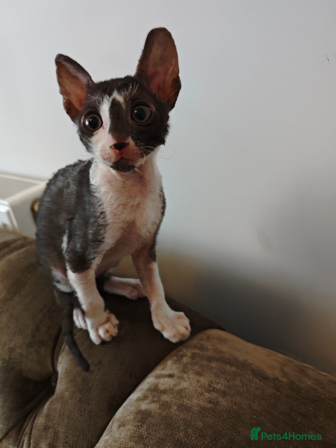 Cornish Rex cats for sale: Cornish Rex kitten  - Image 2