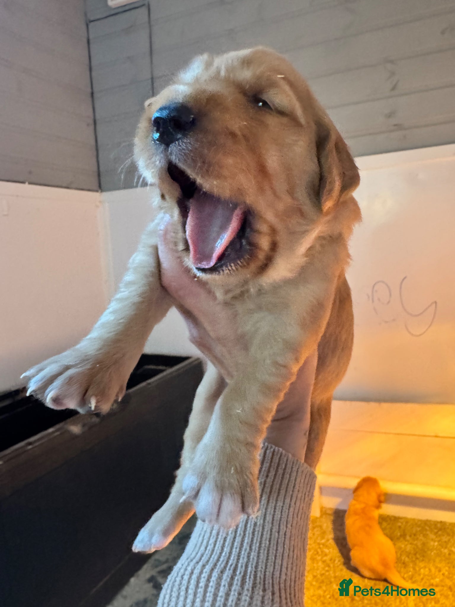 Golden Retriever dogs 8 exceptional Golden Retriever  - Advert 2