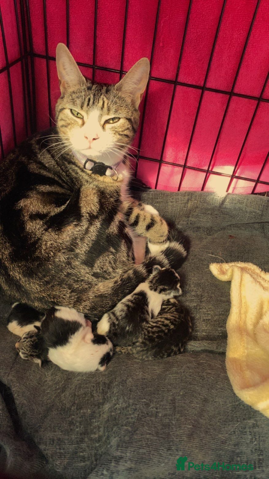 Mixed Breed cats 4 beautiful kittens! - Advert 1